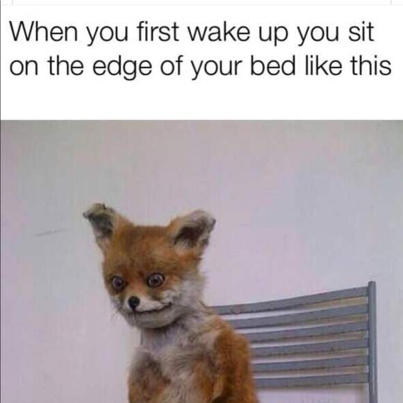 Meet your Posher, Tara - Picture 1 of 1